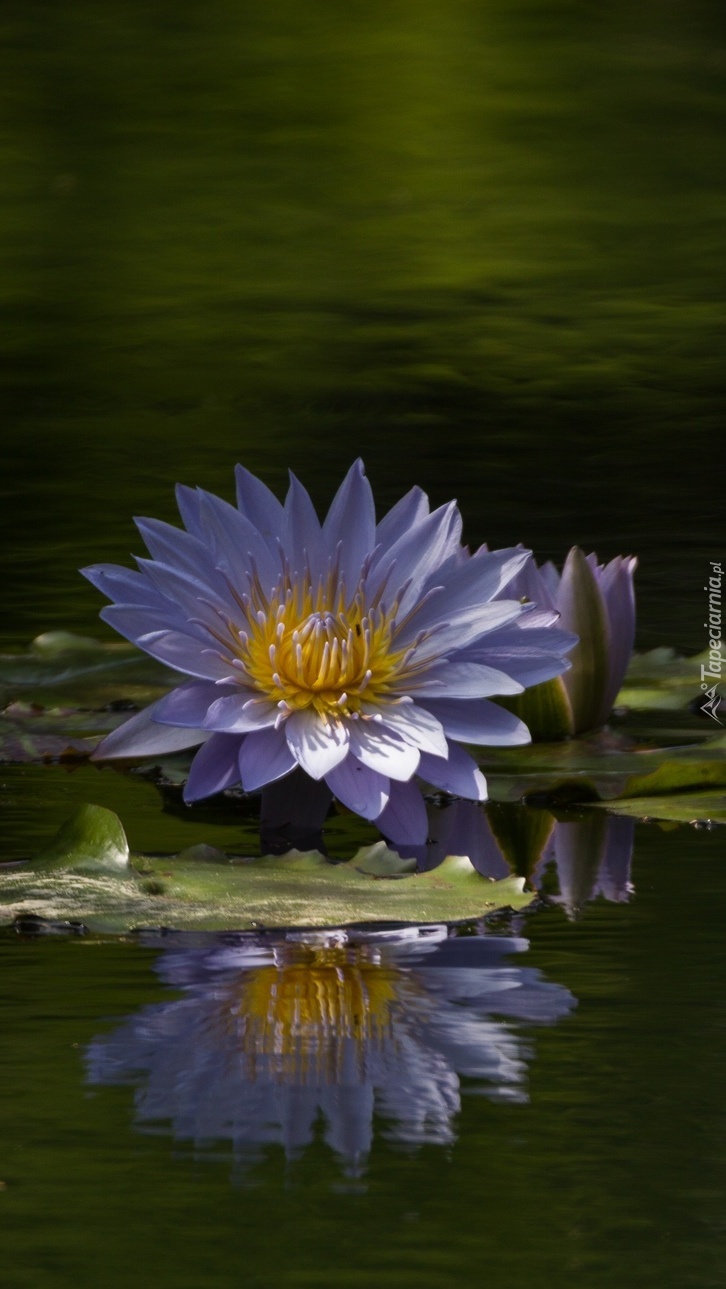 Liliowa lilia wodna