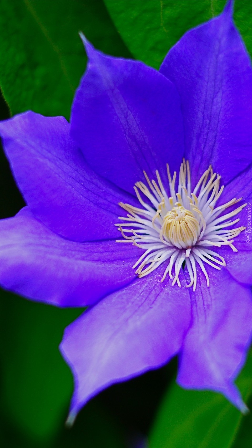 Liliowy clematis