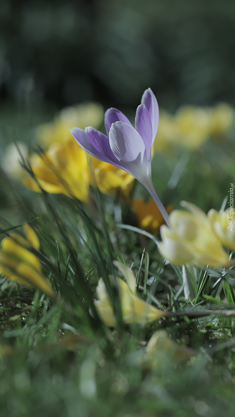 Liliowy krokus pośród żółtych kwiatów