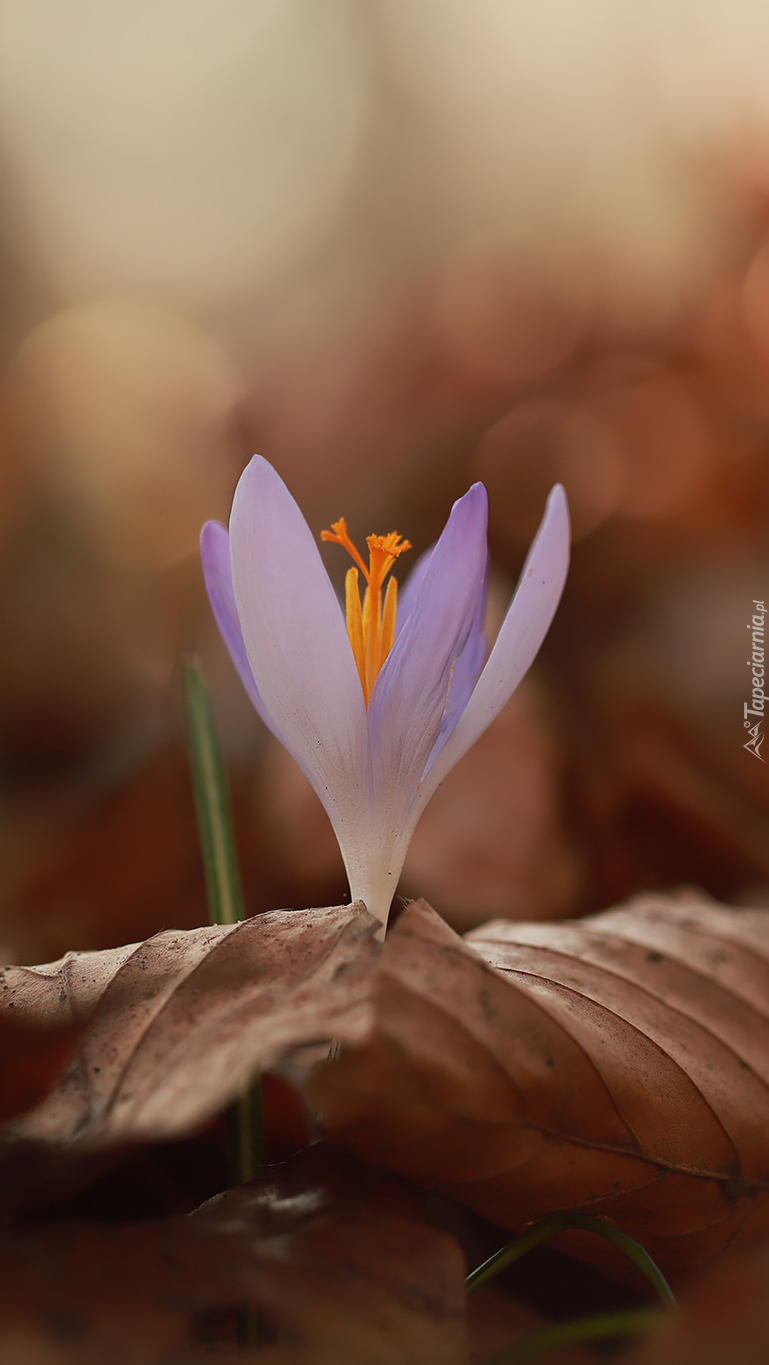 Liliowy krokus w liściach