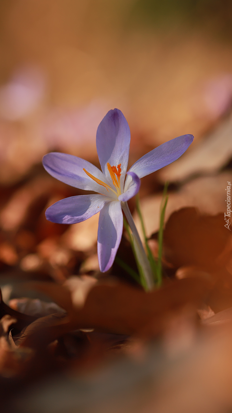 Liliowy krokus z pręcikami