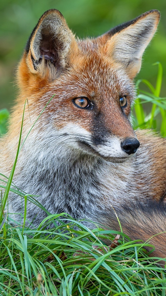 Lis leżący na trawie