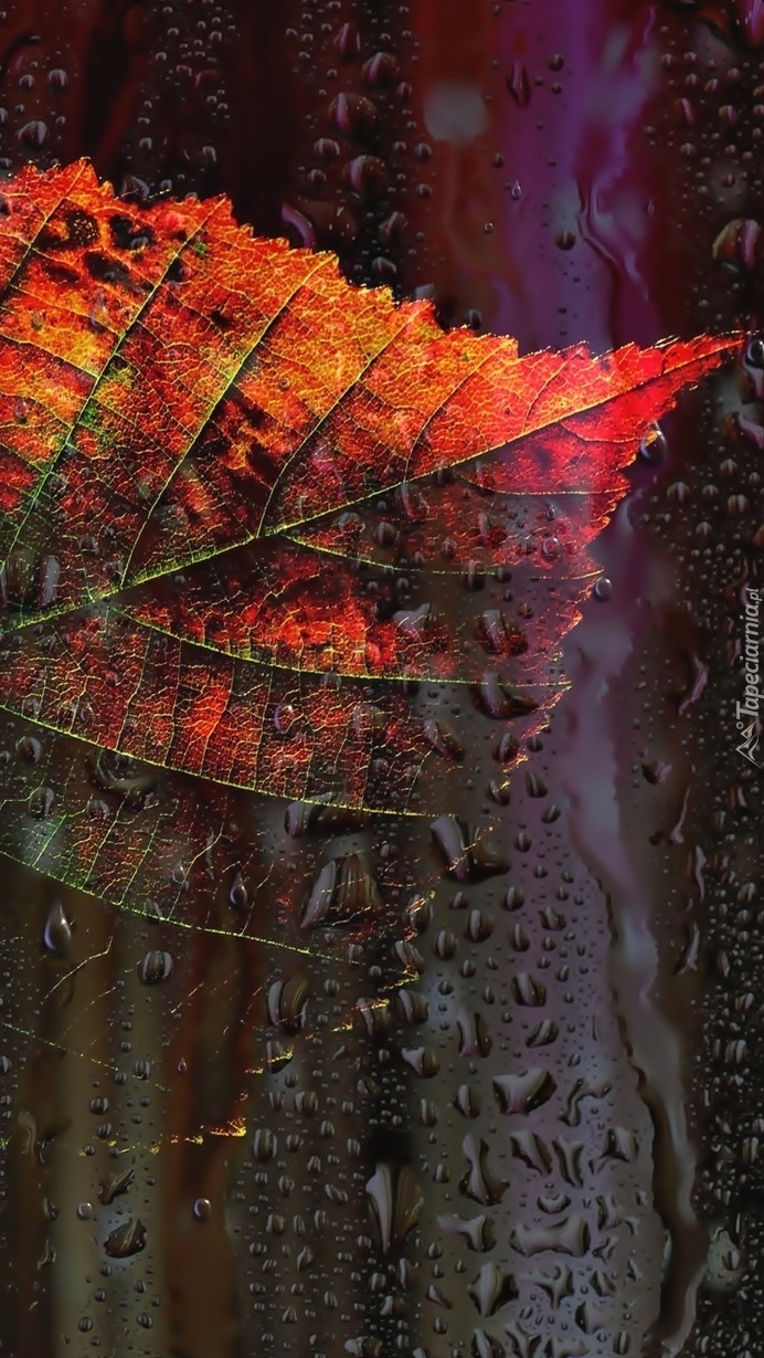 Liść jesienny w kroplach deszczu