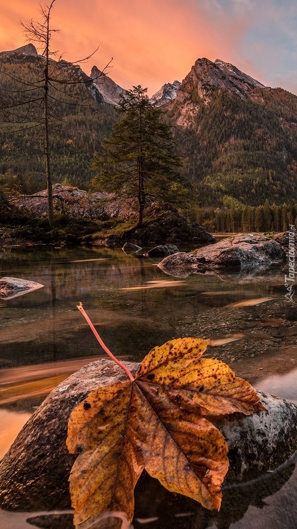 Liść na kamieniu w jeziorze Hintersee