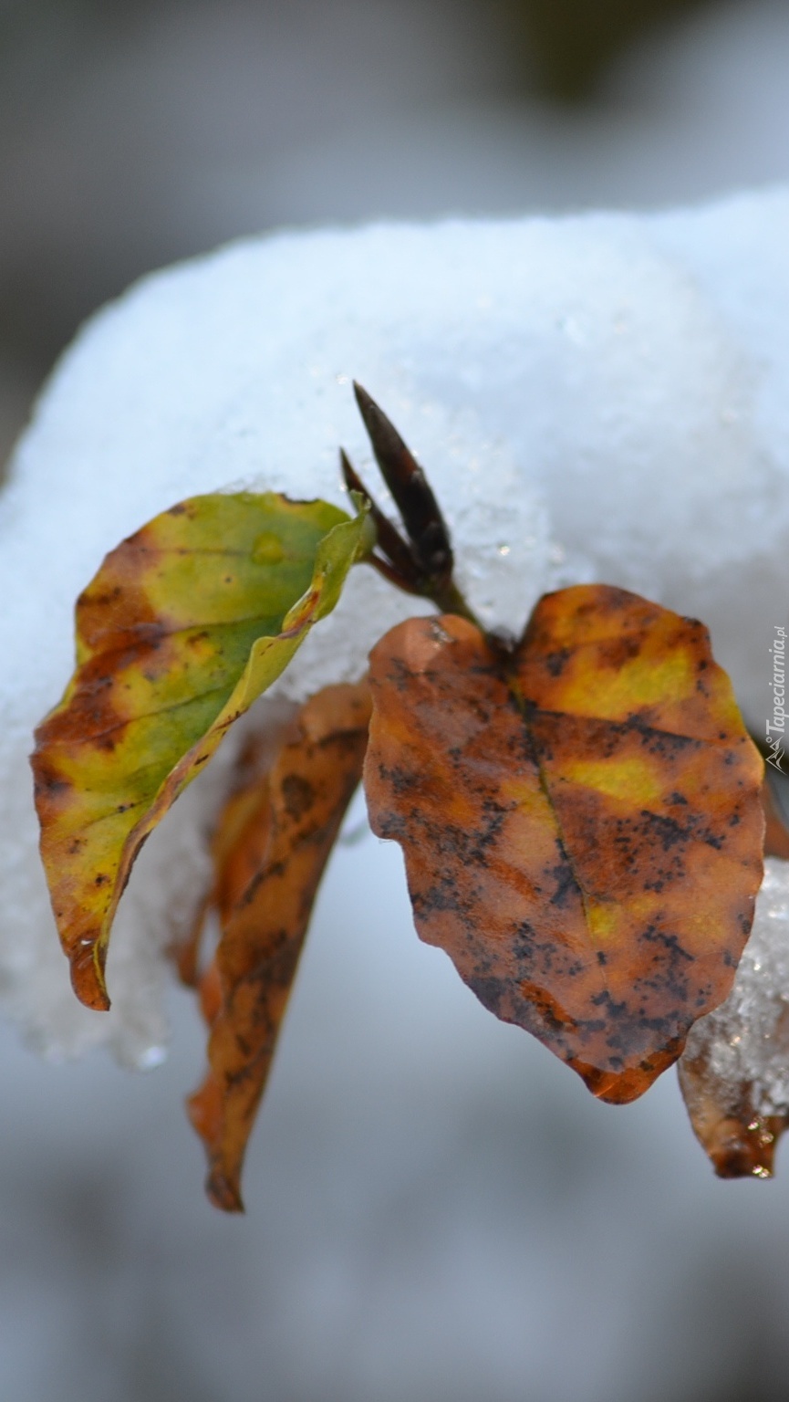 Liściasta gałązka pod śniegiem