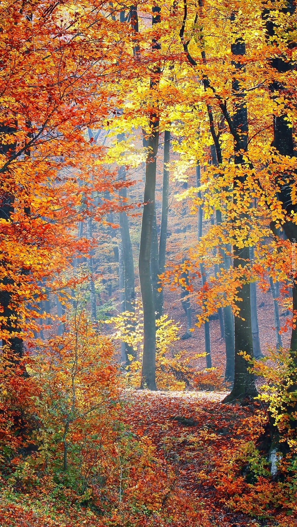 Liściasty las jesienią