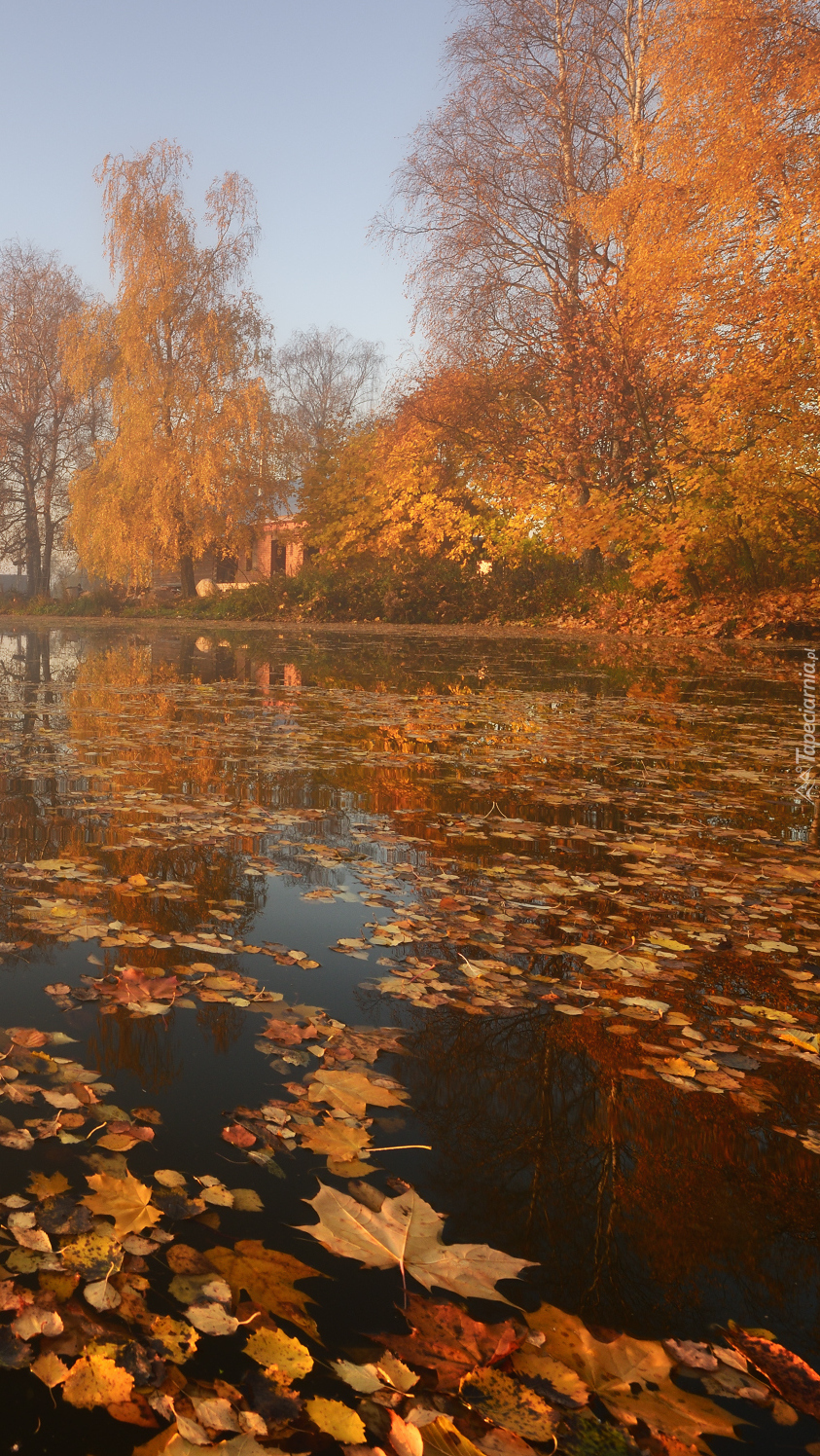 Liście na jeziorze Onega