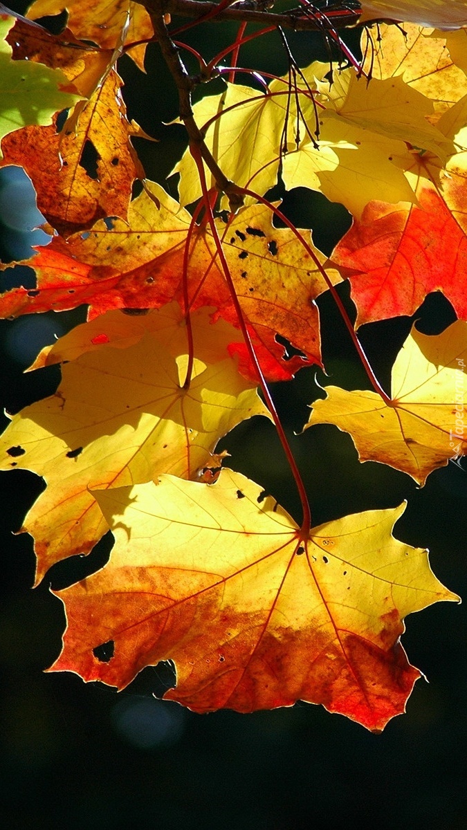Liście w barwach jesieni