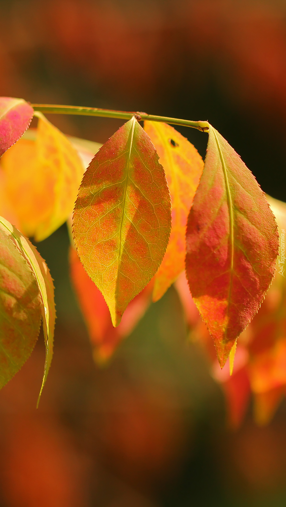 Liście w kolorach jesieni