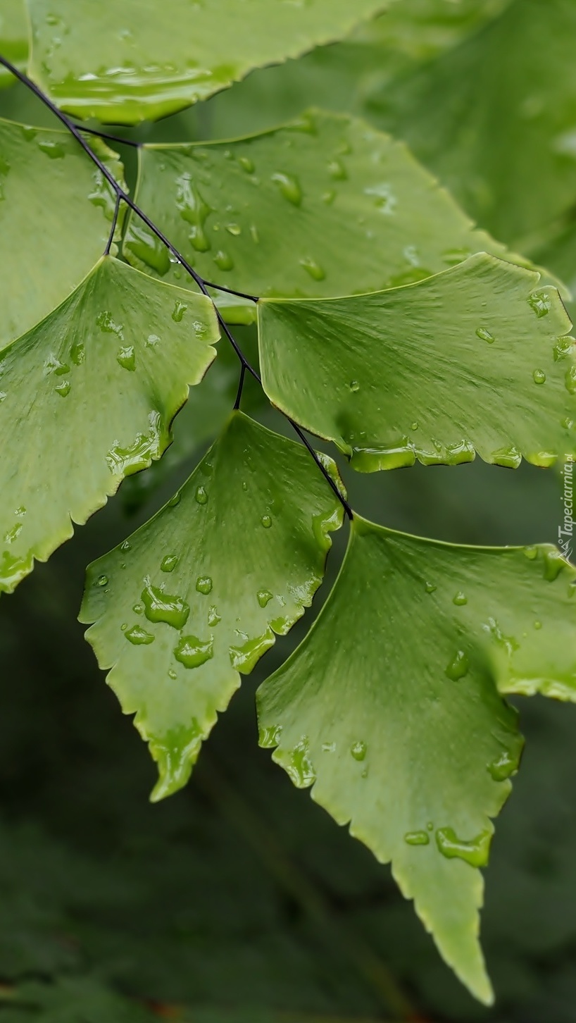 Listki brzozy w kroplach deszczu