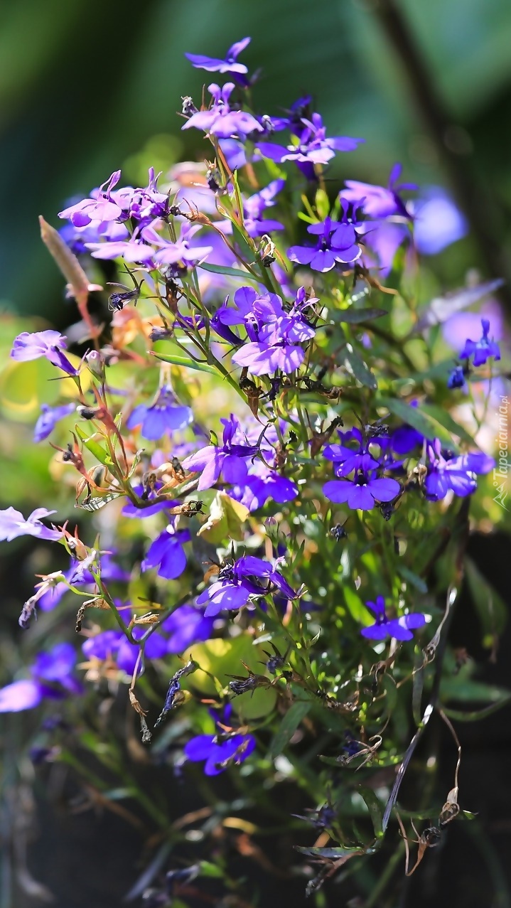 Lobelia w świetle