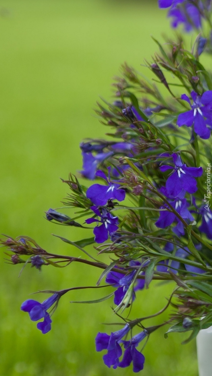 Lobelia