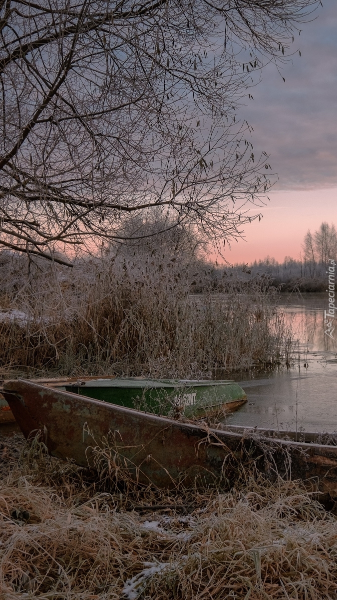 Łódka w szuwarach nad rzeką