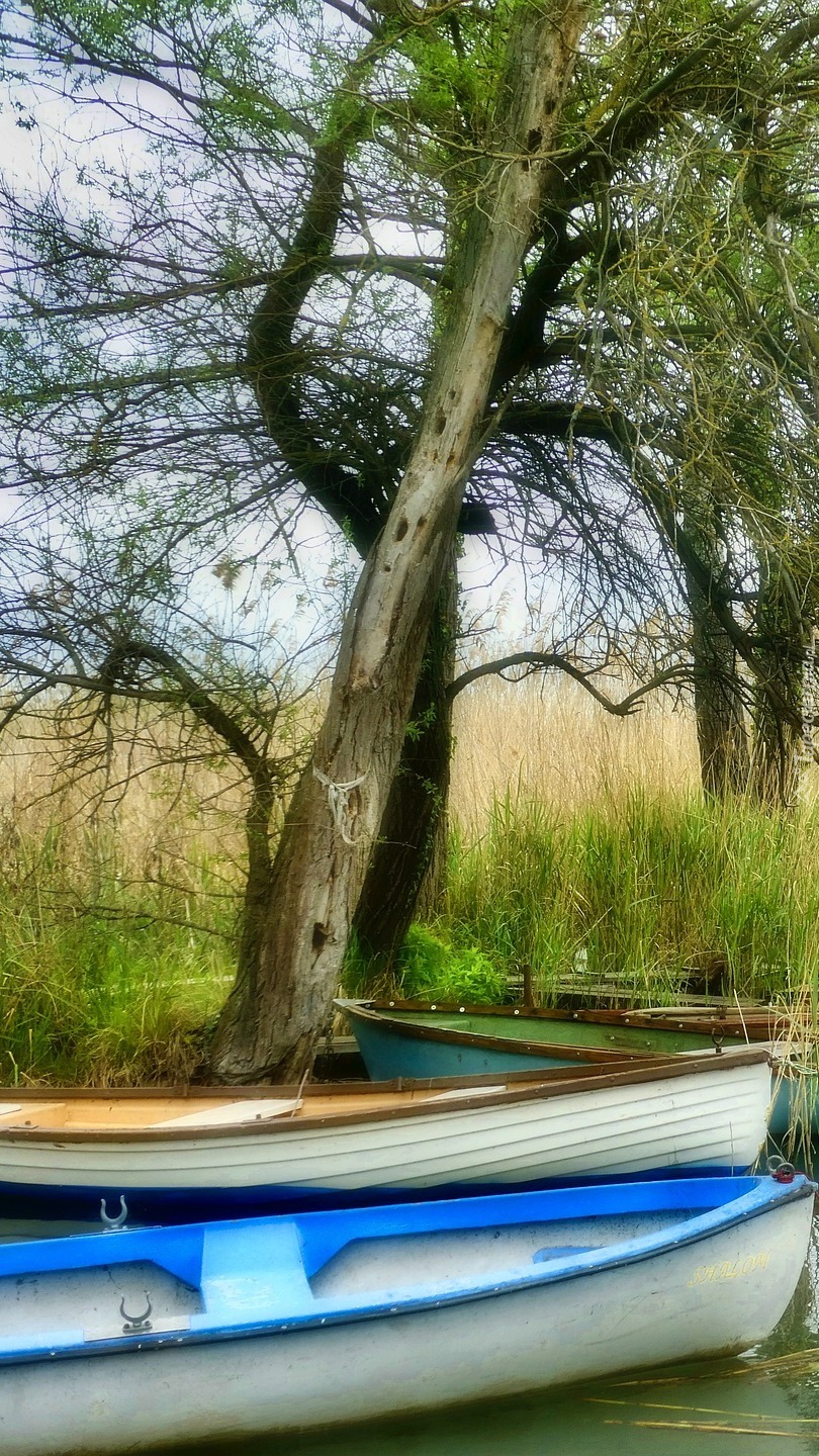 Łódki pod drzewami