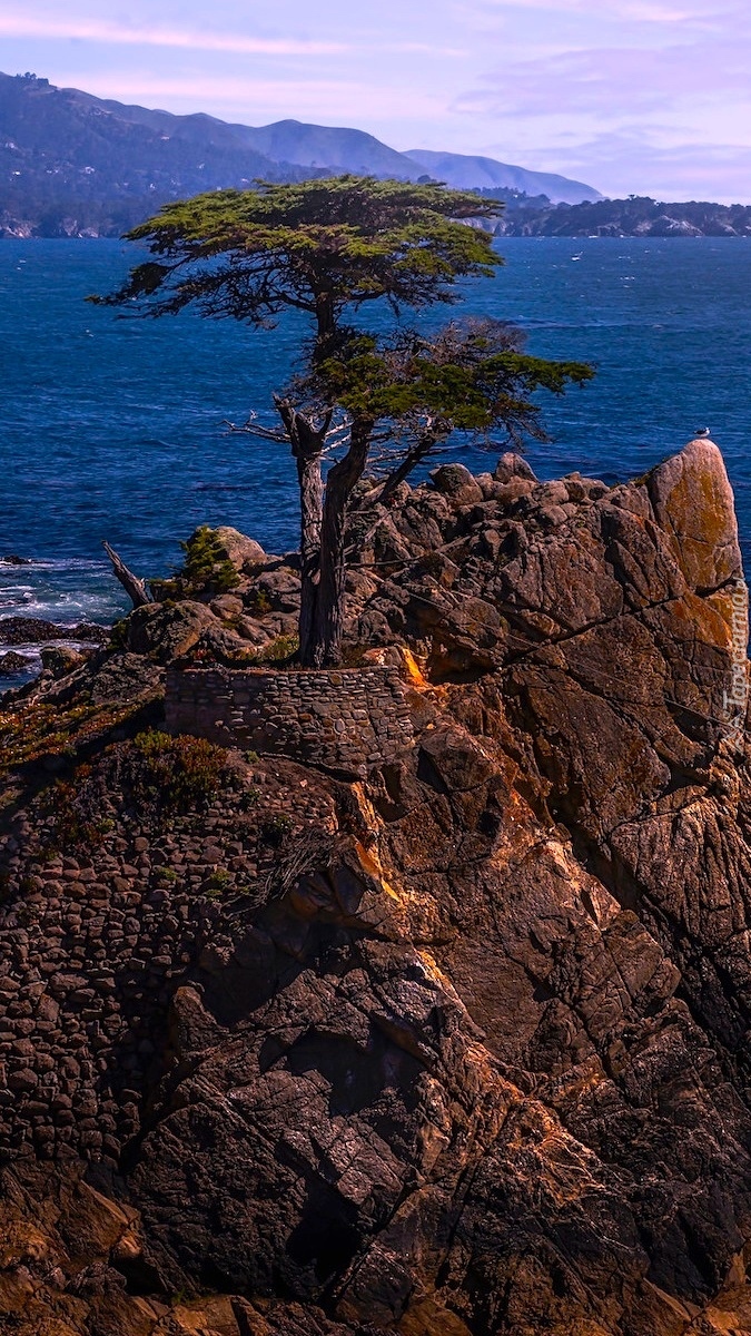 Lone Cypress nad Zatoką Carmel