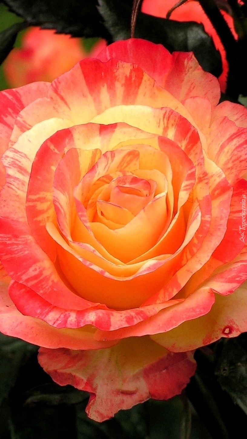 Łososiowa róża