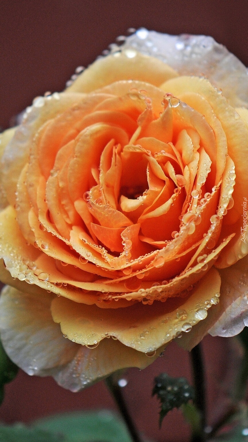 Łososiowa róża w rosie