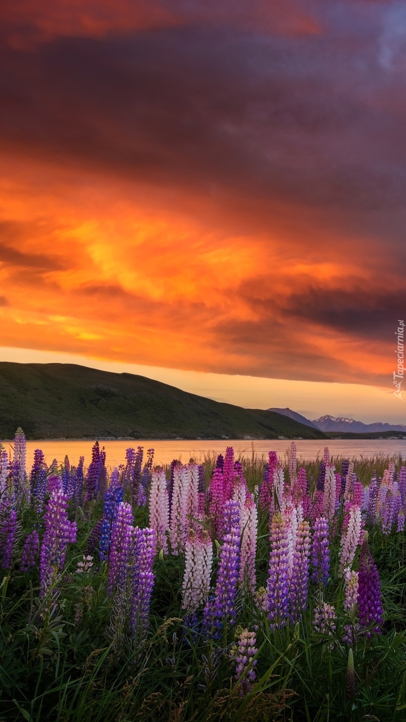 Łubin na brzegu jeziora Tekapo