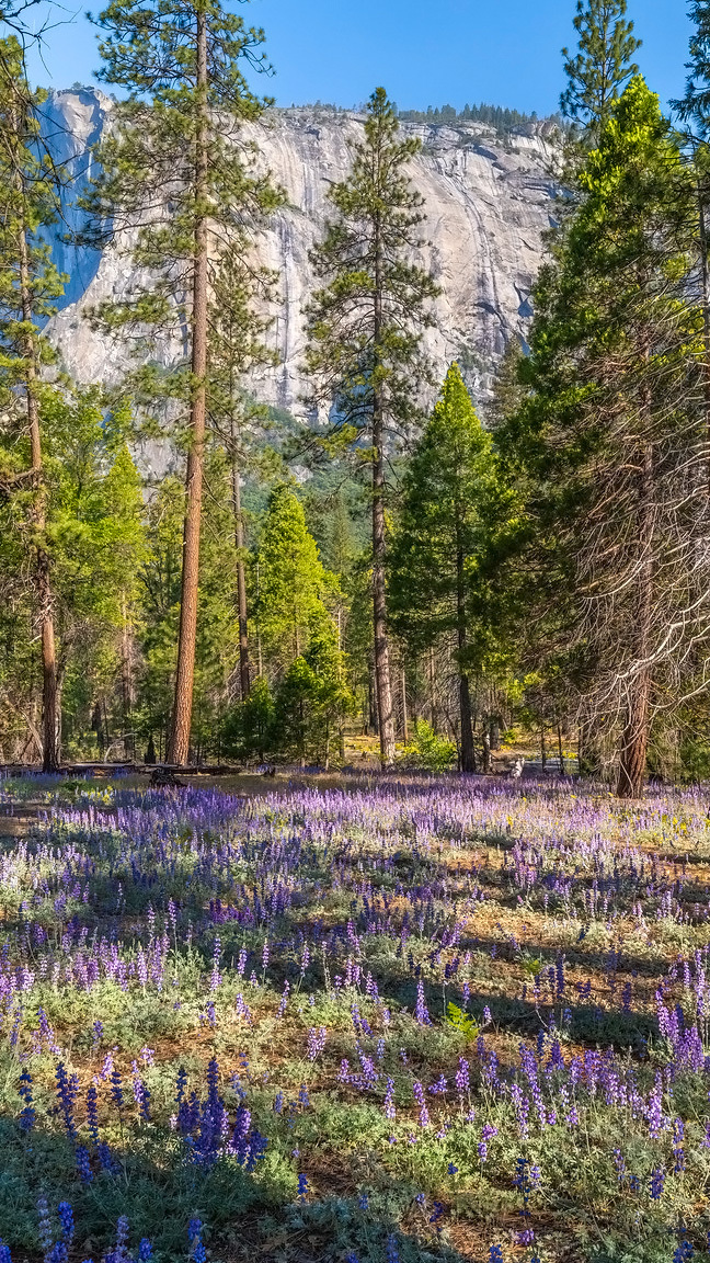Łubin pod drzewami w Parku Narodowym Yosemite