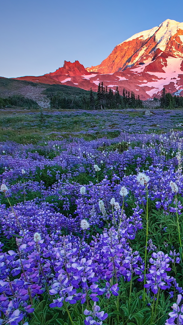 Łubinowa łąka na tle stratowulkanu Mount Rainier