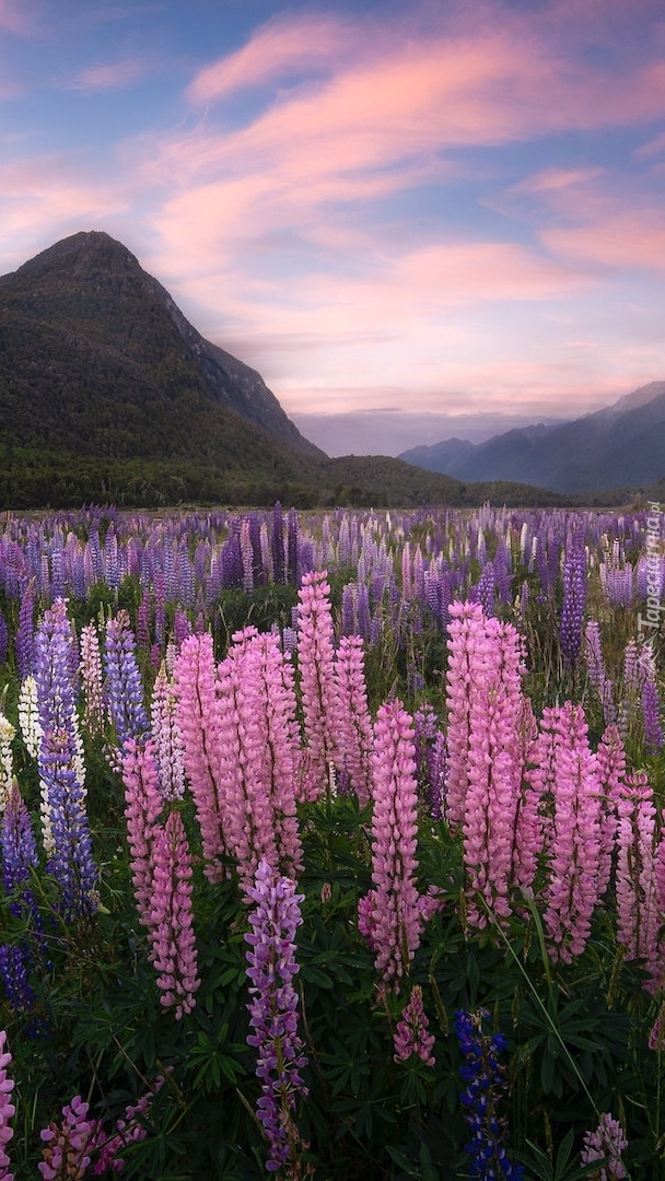 Łubiny na łące w dolinie Eglinton Valley