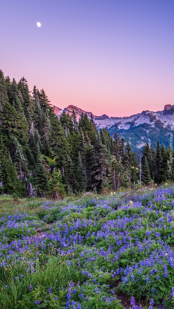 Łubiny na łące w Parku Narodowym Mount Rainier