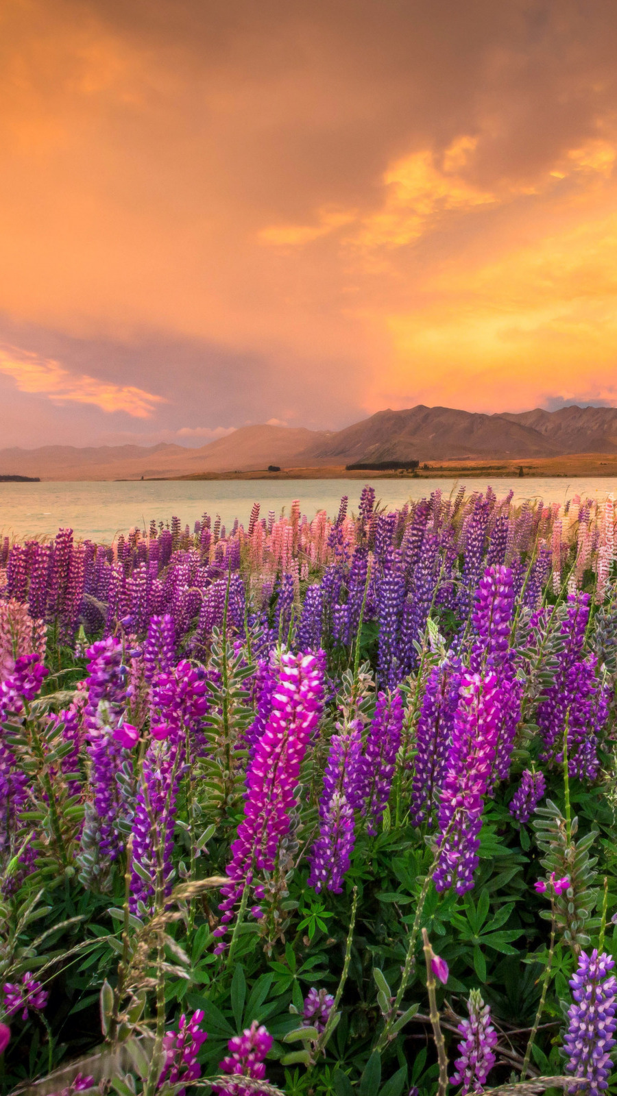 Łubiny nad jeziorem Tekapo