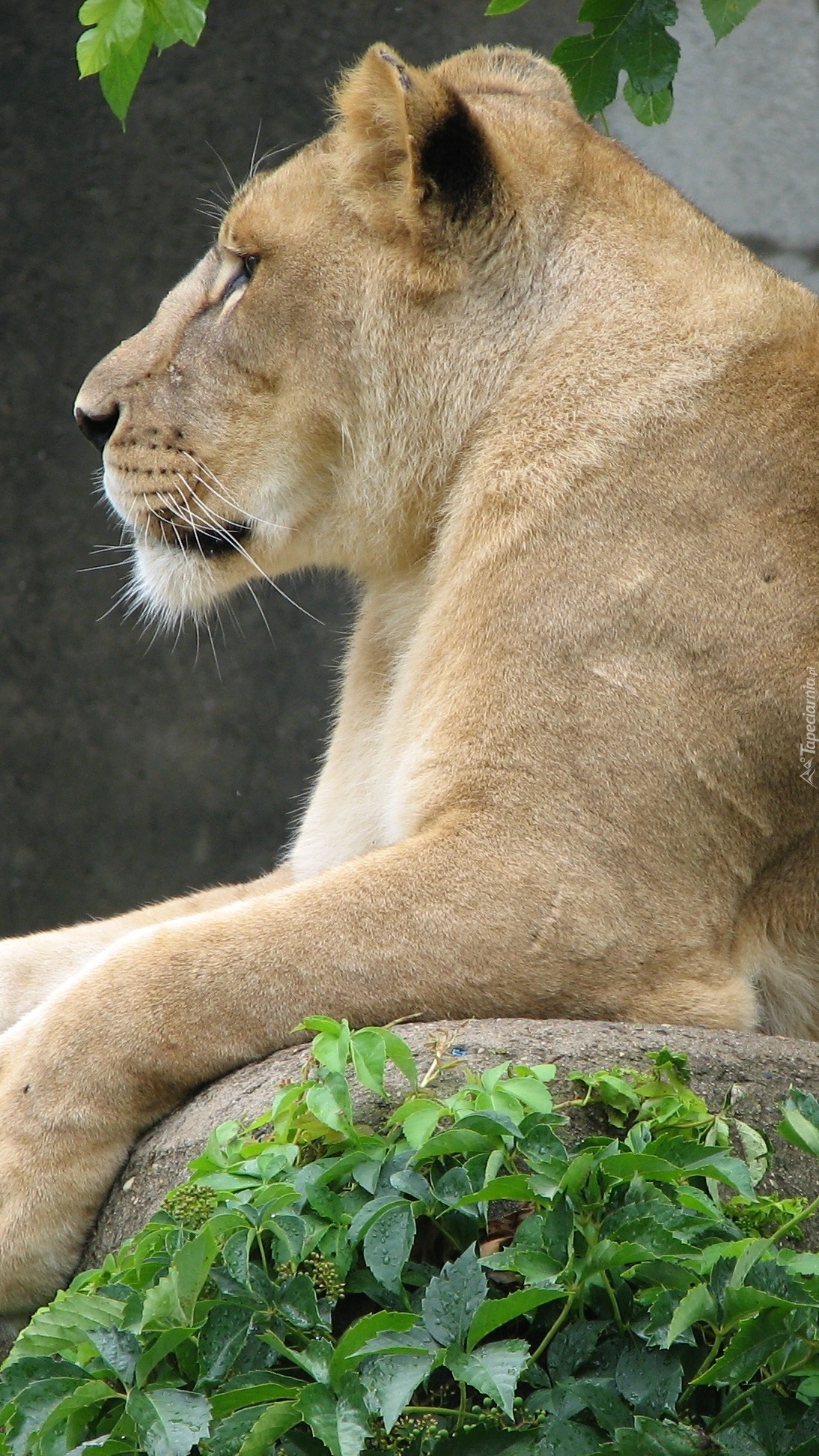 Lwica na skale z profilu