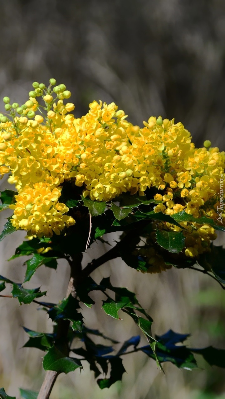 Mahonia pospolita