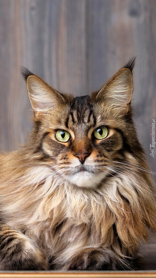 Maine coon