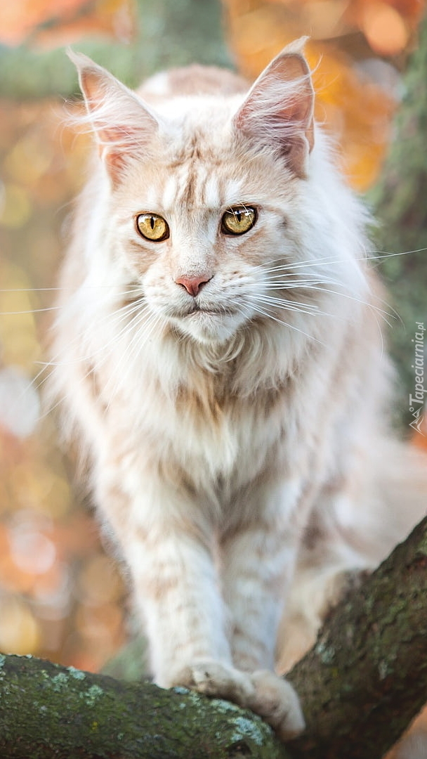 Maine coon