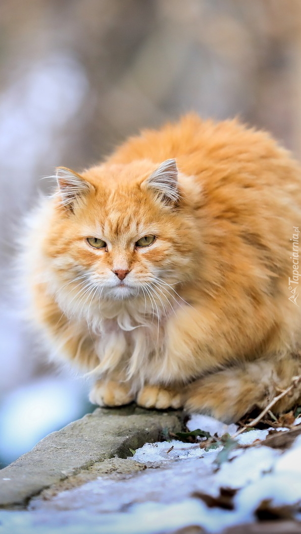 Maine coon