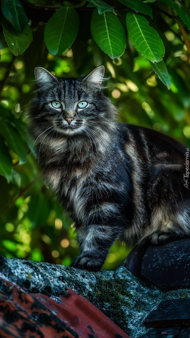 Maine coon na dachu