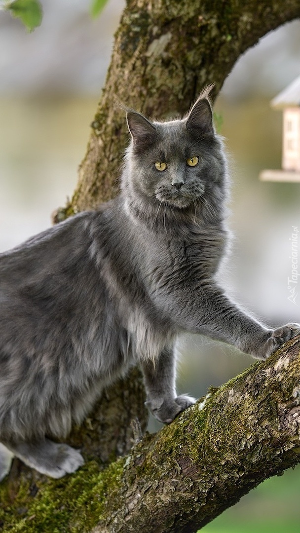 Maine coon na drzewie