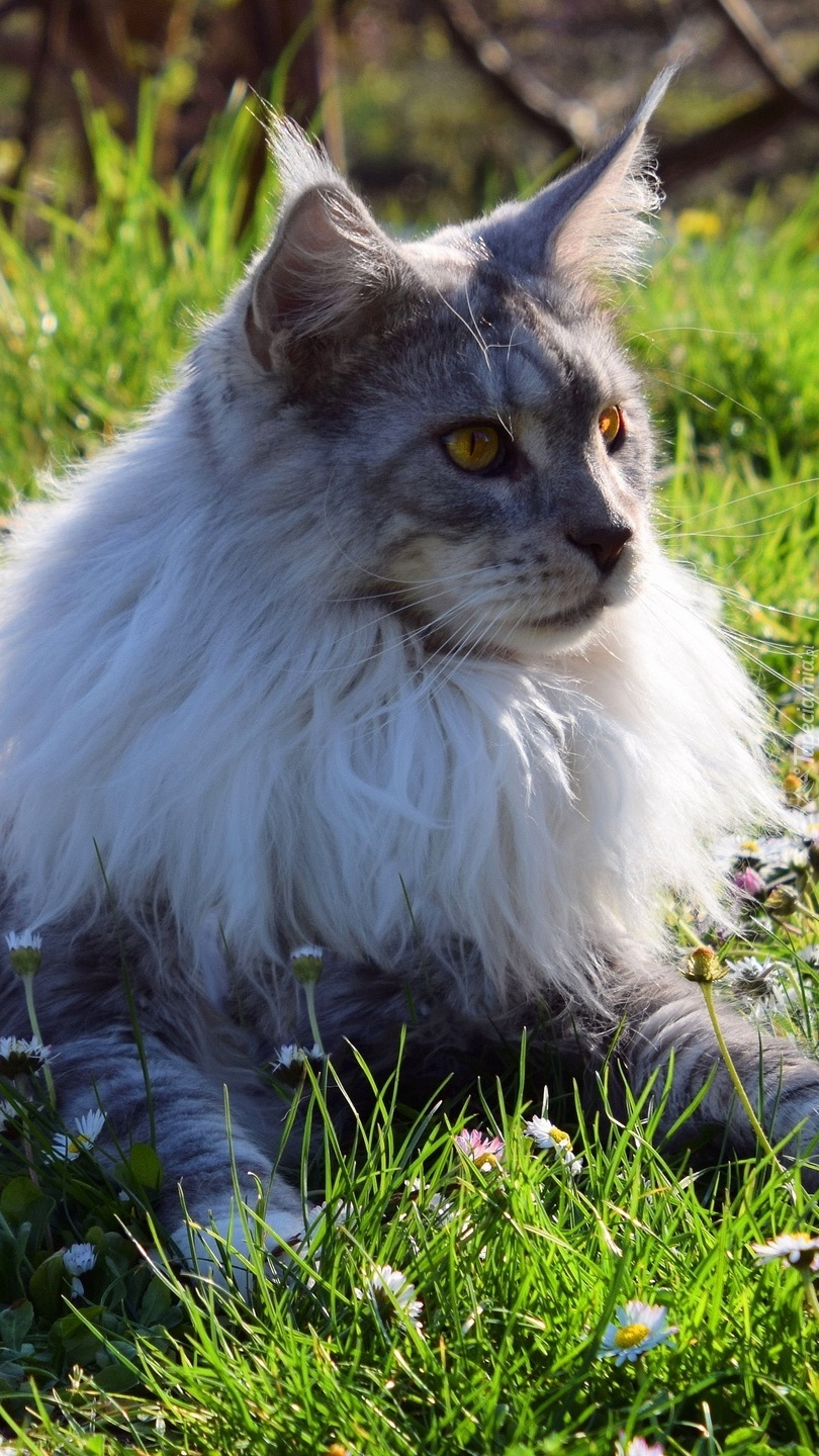 Maine Coon na trawie