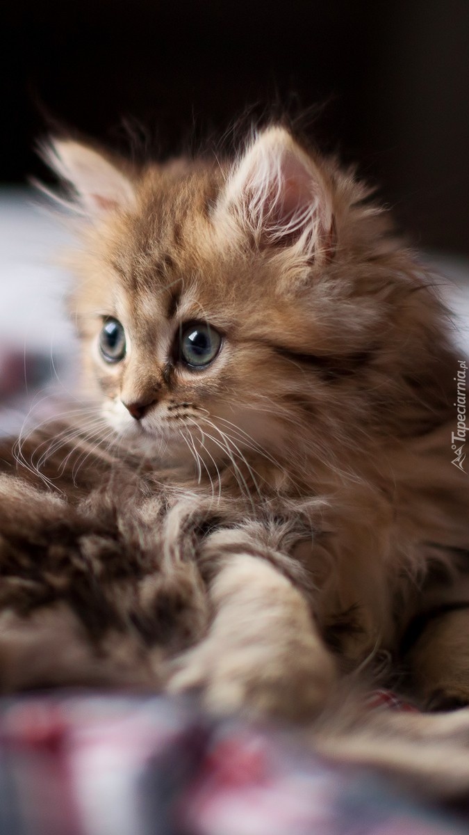 Maine coon w pościeli