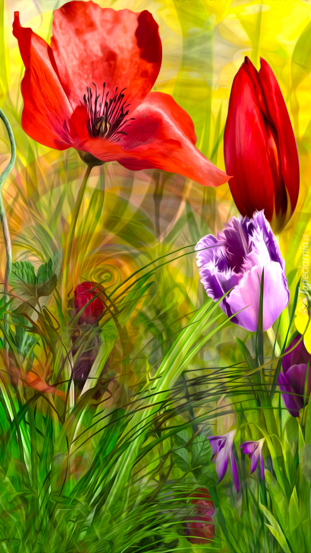 Maki i tulipany w trawie