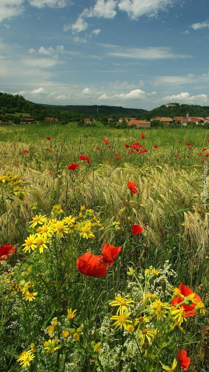 Maki w zbożu