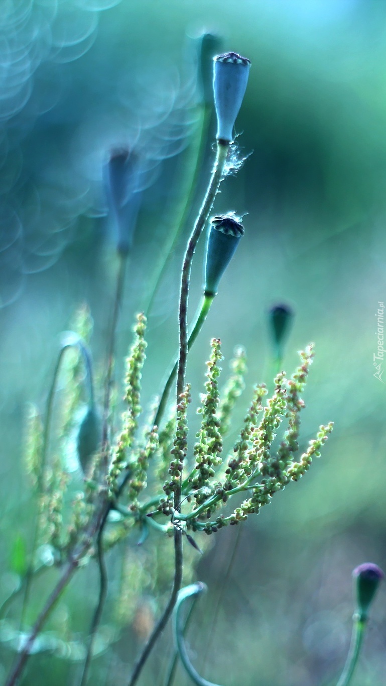 Makówki w bokeh