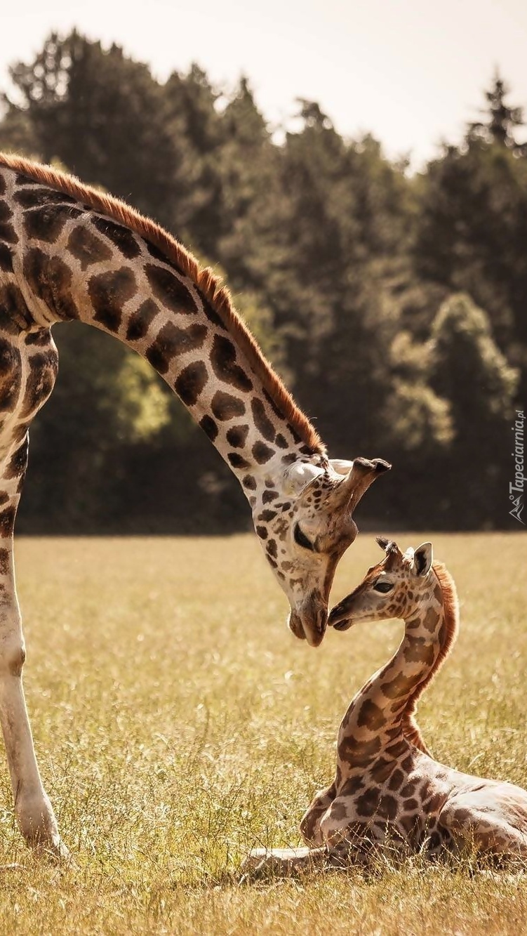 Mała żyrafa z mamą na polanie