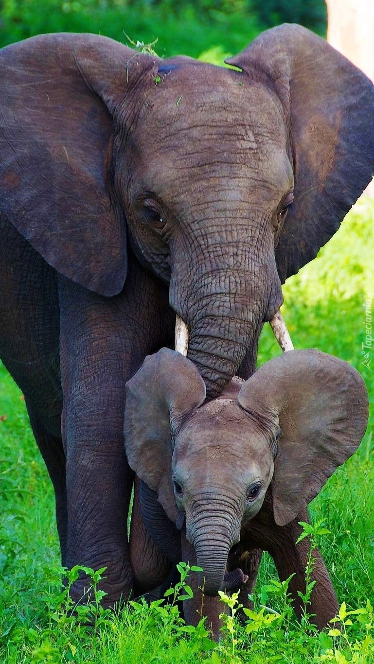 Małe słoniątko z mamą na zielonej trawce