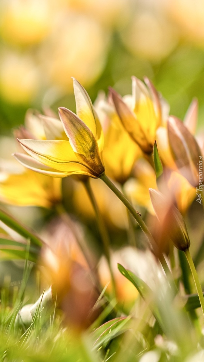 Małe żółte tulipany