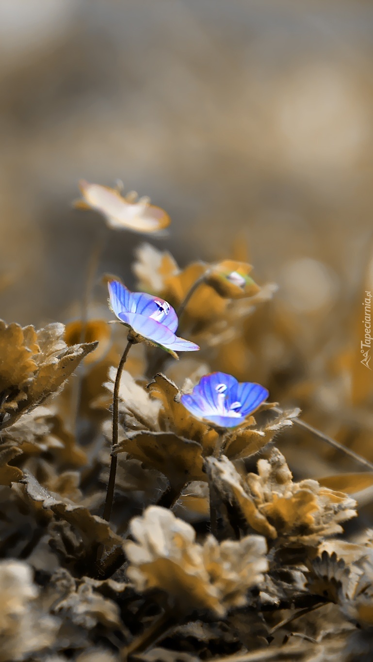 Malutkie niebieskie kwiatki