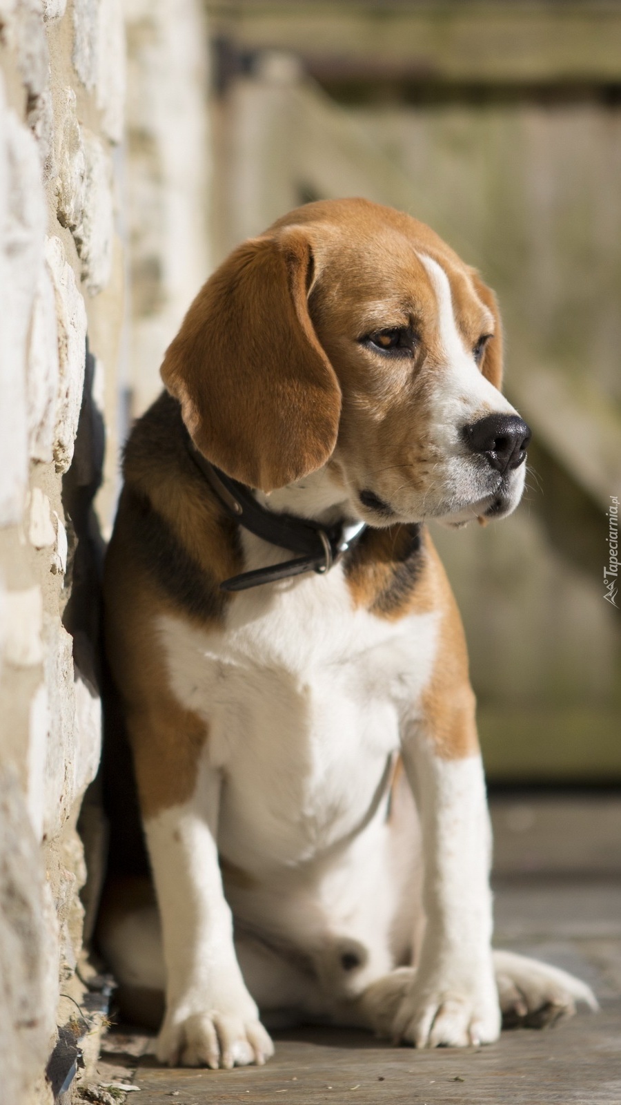 Mały beagle pod ścianą