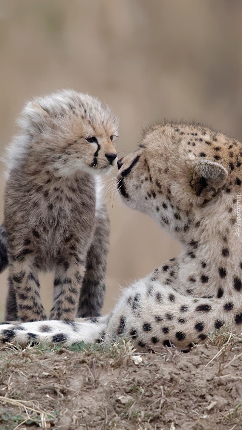 Mały gepard z matką