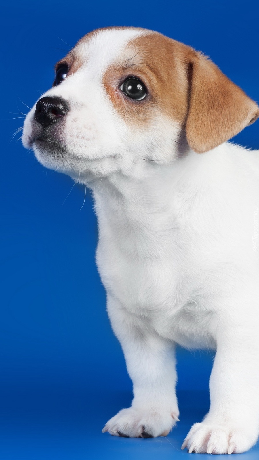 Mały Jack Russell terrier