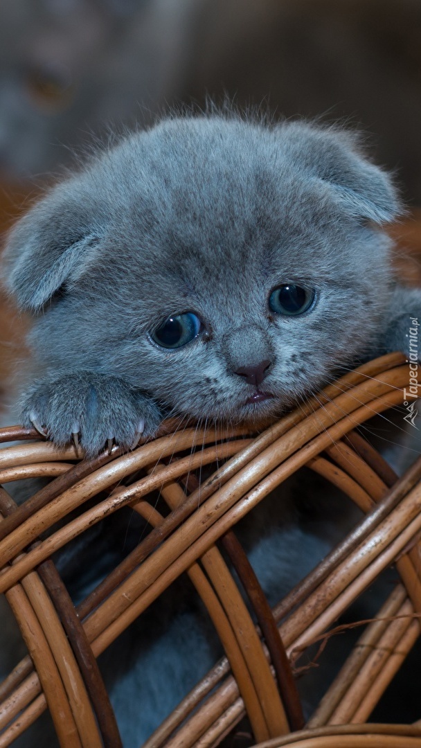 Mały kot szkocki zwisłouchy w wiklinowym koszyku