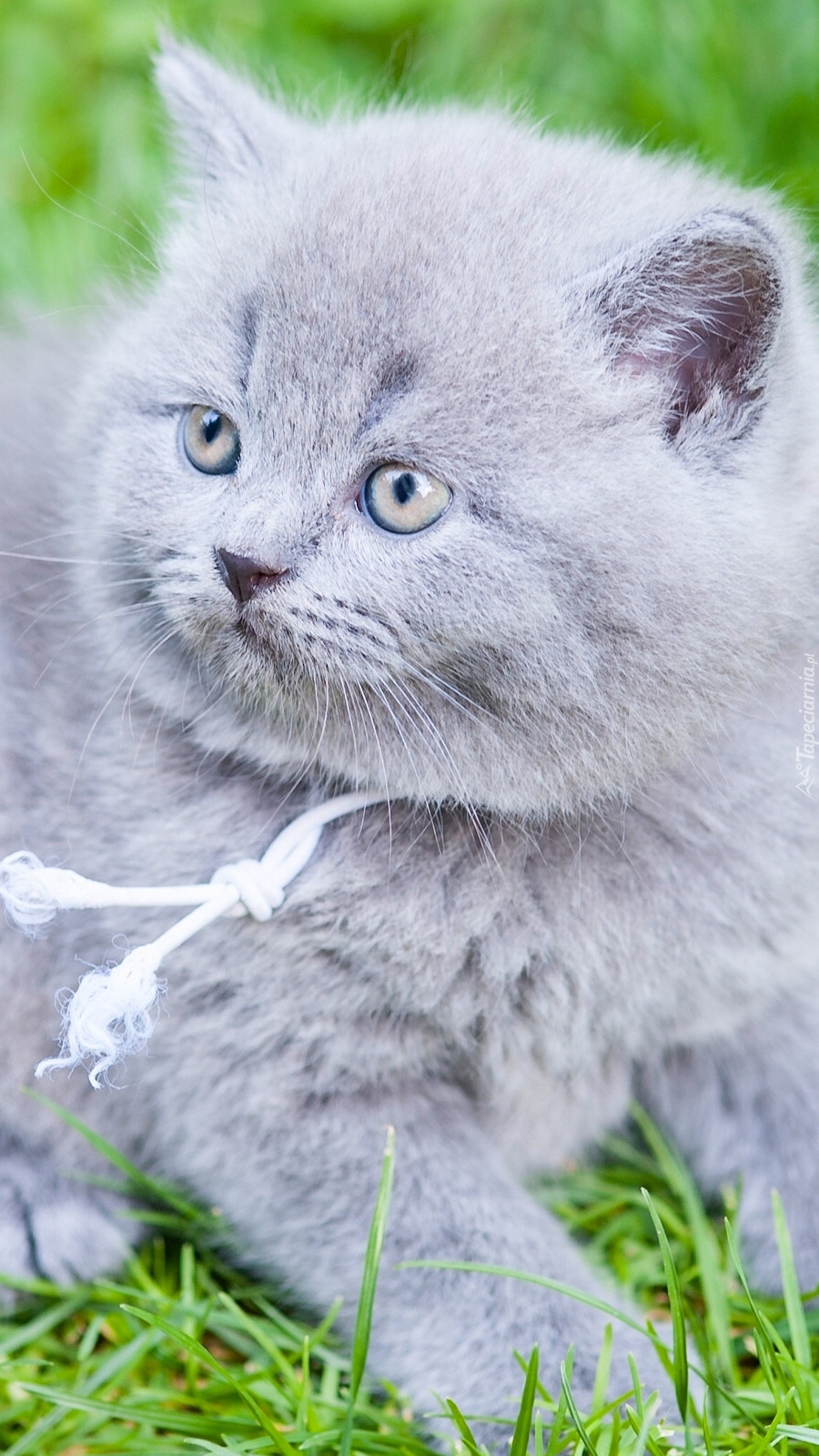 Mały kotek brytyjski krótkowłosy