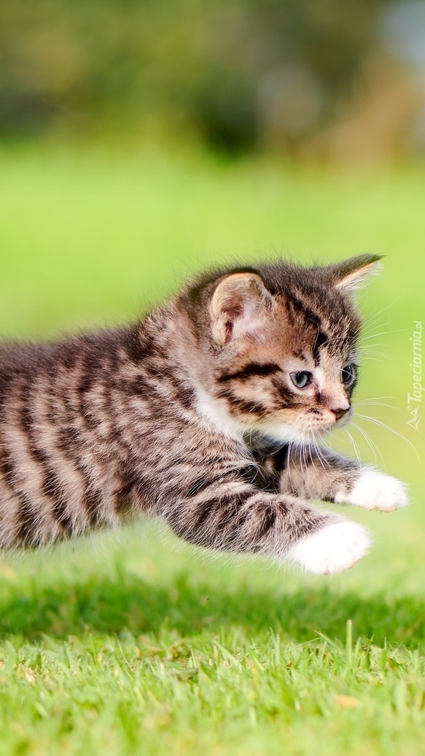 Mały kotek na trawie
