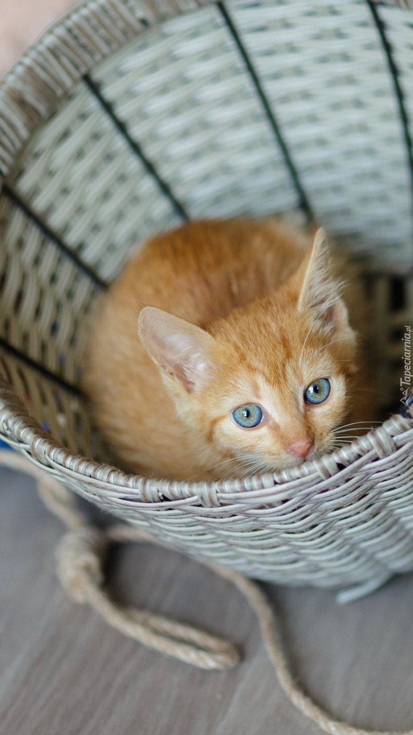 Mały kotek w koszyku